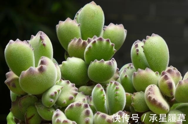 养不好5种多肉别灰心,不是技术问题,而是他们天生就爱徒长