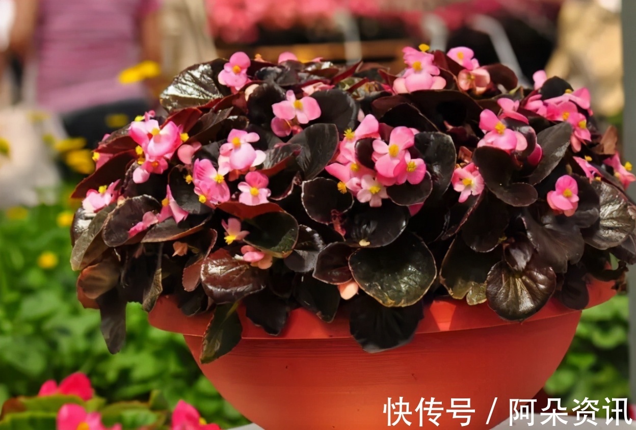 阳台养花无需选“贵的”,入手此3样,一样漂亮、彰显品味