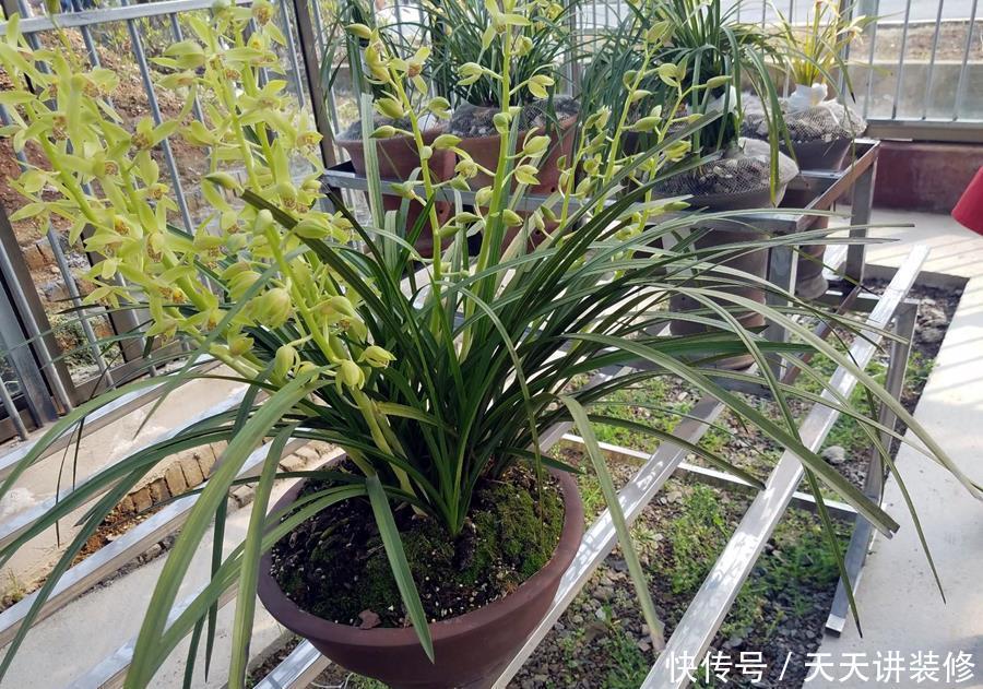 判断|何时才是浇花的最佳时机,可从三大方面,来加以判断