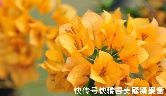 好养|三角梅原来这么好养,一年四季都开花,做到此几点就可以了