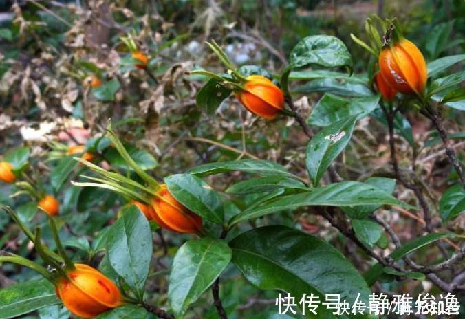 黄栀子|湿气不除百病生,泡脚时加一物,坚持一个星期,湿气慢慢消退了