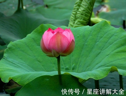 桃花八方|8月上旬，桃花八方来，4属相财运滚滚到，生活大富大贵