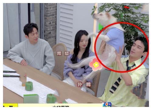 长歌行|吴磊把狗狗当孩子,霸总式的抱狗,让赵丽颖都不敢乱动了