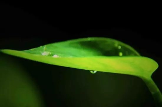 大叶绿萝叶子发黄怎么办，4个解决办法让大叶绿萝长的郁郁葱葱！