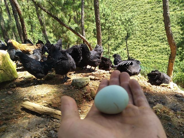 土鸡蛋|孕期不要暴饮暴食,这几种食物可多吃,对胎儿身体好