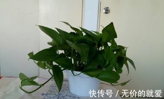 黄叶|淘米水、果皮水、啤酒,处理好养绿萝,黄叶烂根困扰全没了