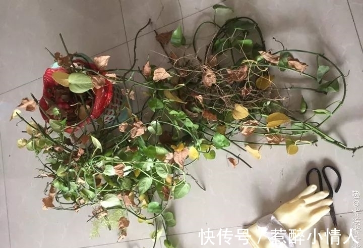 冬天修剪分“轻重”,有的花剪狠了,再也不开花