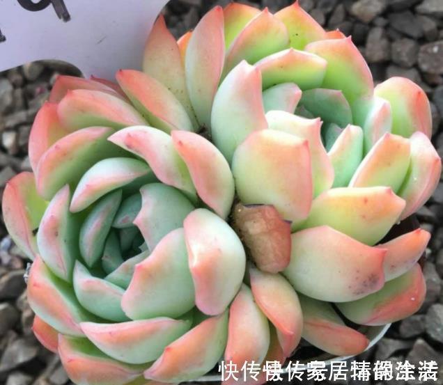 叶片|推荐5款“女王”多肉,每一种都好看,皮实好养,总有一款适合你