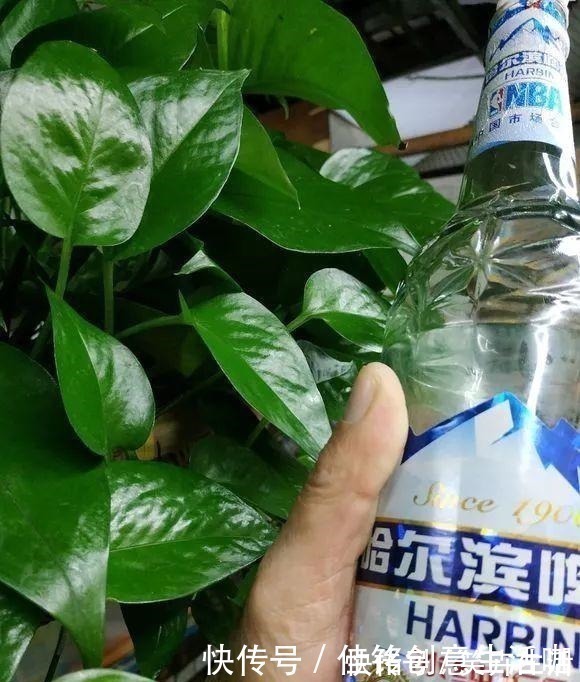 养花|养花不给花洗澡，难怪长不好总黄叶，别忽视！