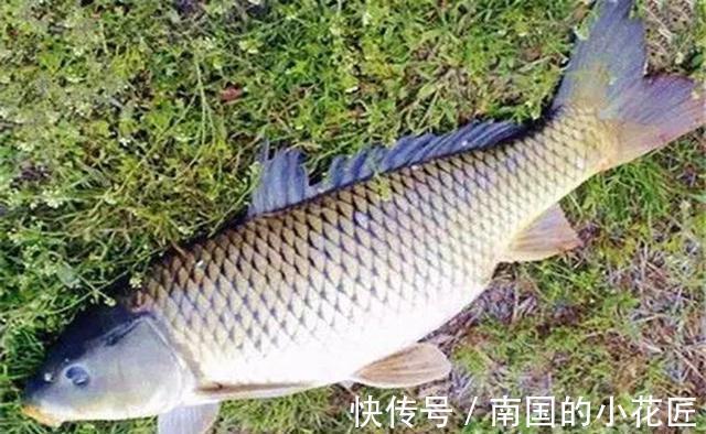 秋季|秋天钓鲤鱼，一要凉二要坡、三要等四要稳，没有钓不到鲤鱼的道理