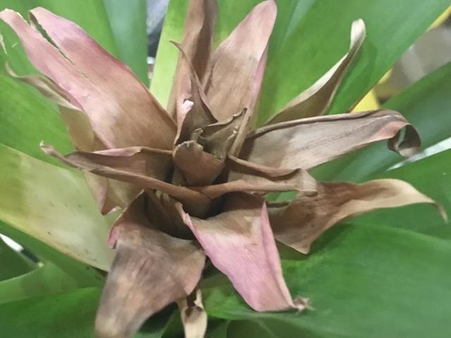 养花技巧这花不是一次性,开完别扔,还能再养7、8年