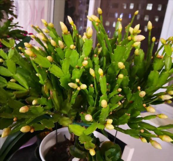 蟹爪兰“软趴趴”,叶子薄不开花?改3个“小毛病”,开成花大树