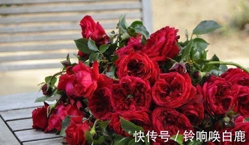 20款耐阴月季推荐,光线不充足也可以养好月季啦,花友鼎力推荐哟!