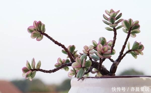 普通的盆栽金枝玉叶,有没有可能变为彩色叶片