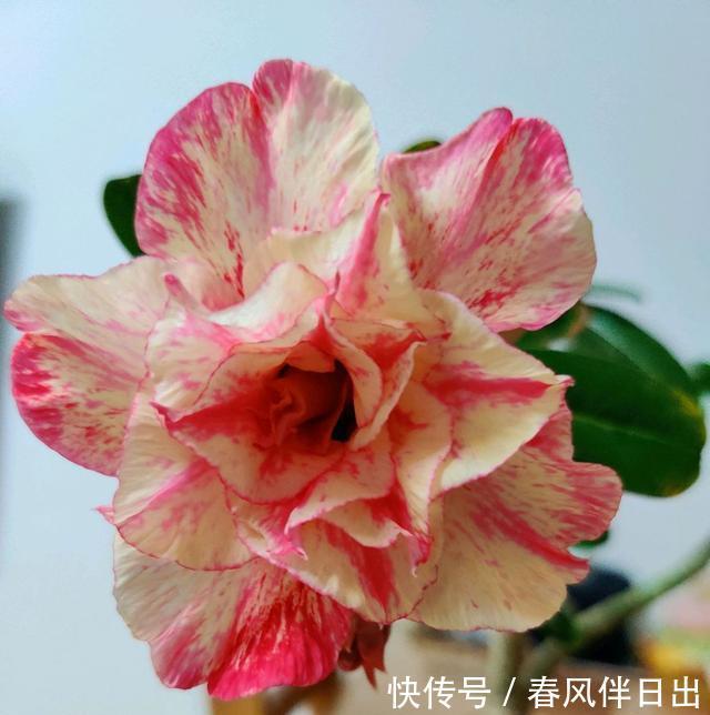 沙漠玫瑰渡劫失败，几天就直接化水，心疼我的傻妹