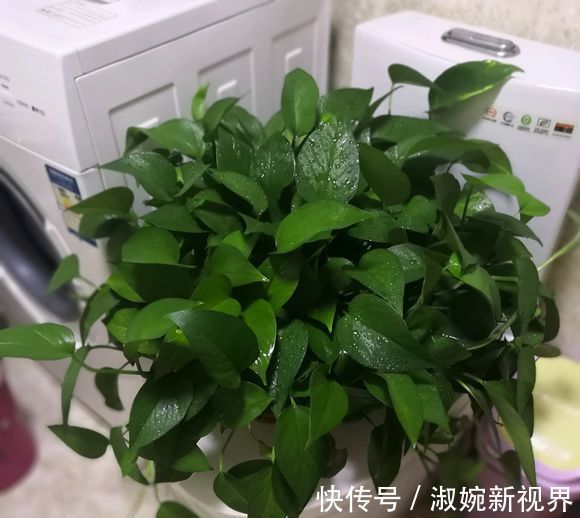 有救|妙招要死的绿萝舍得丢剪一剪,插一插,一个月后爆盆绿油油