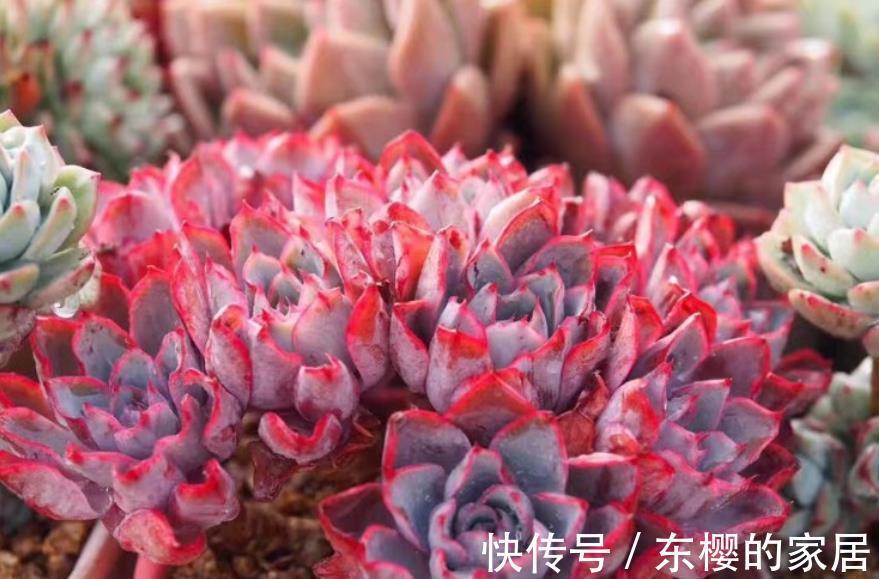 花友|5种花喜欢也别入坑，太“烧钱”了，钱包守不住，老花友有发言权