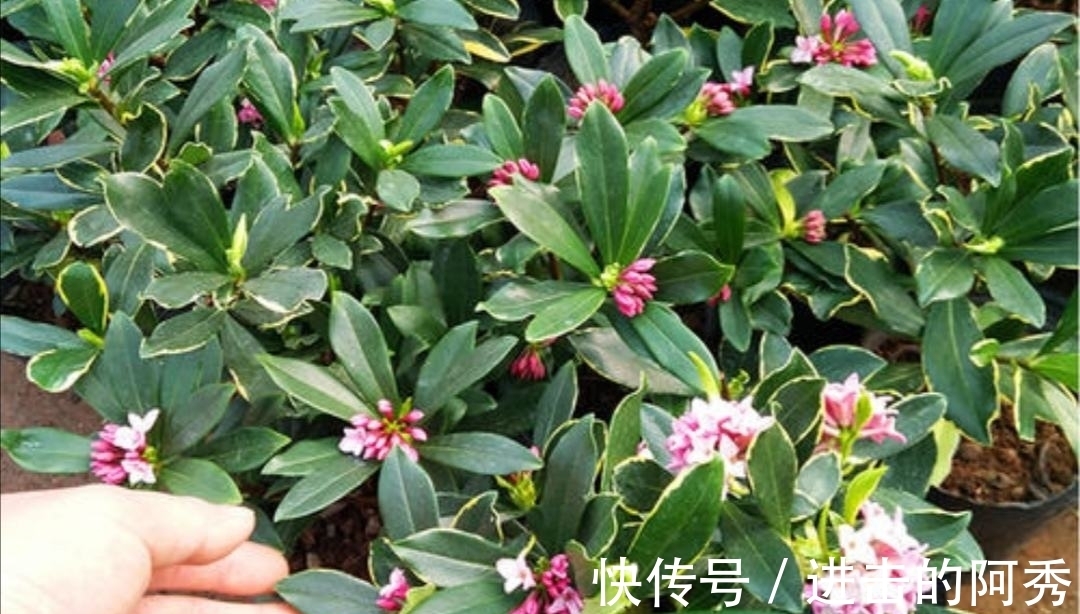 花卉|20种“坑人花”,真的很难养,没有三五年的养花经验,别入坑