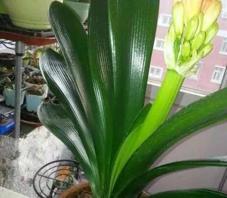 软布|君子兰就喜欢这“玩意”,随便一滴,叶子挺拔如“折扇”,花还大