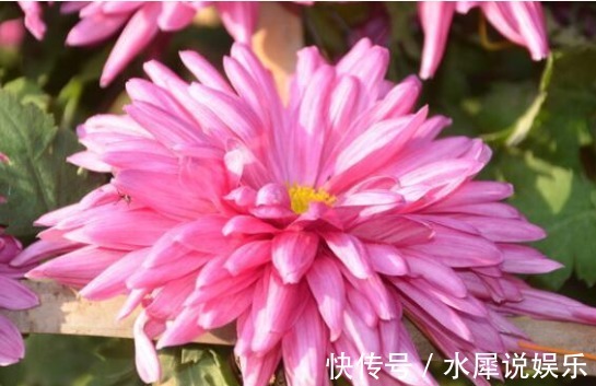 妩媚|4种妩媚的花,花开繁盛花香怡人,开花勤还爱爆盆,天天都赏花