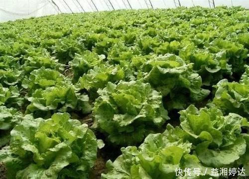 寄生虫|宁愿不吃，也别碰4种“蔬菜”，寄生虫“成堆”，沸水都杀不死