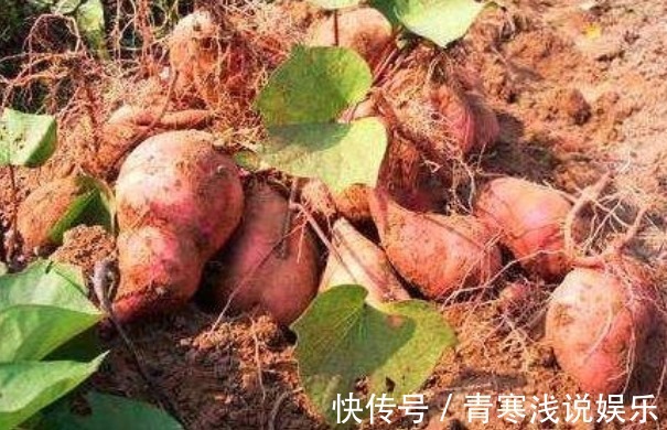 藤蔓|被誉“长寿食品”的红薯,减肥瘦身,只需四点,收获高产的红薯