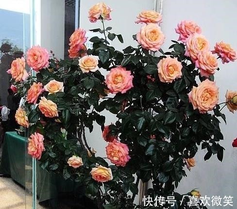 养殖花中皇后月季,盆栽做到4点,花朵个大色艳、数量多
