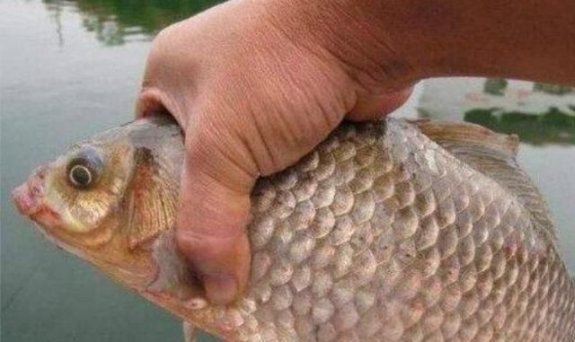 野钓打窝我绝不乱来牢牢记住这“八字诀”,不管在哪钓都能过瘾