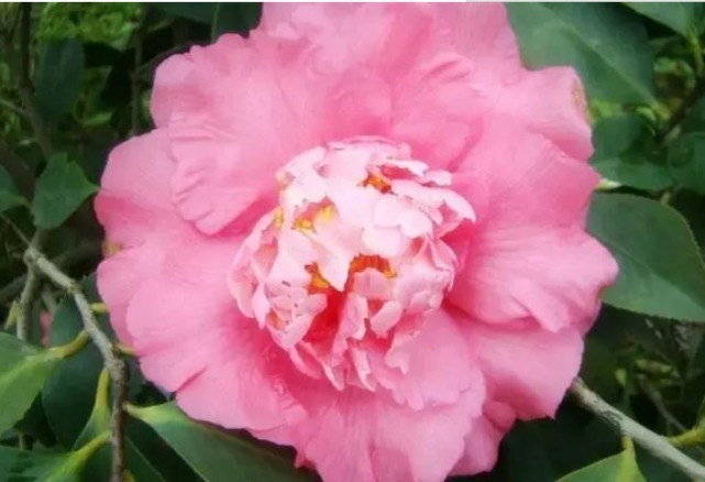 开满|1种花,比牡丹还美,比绿萝还好养,棵棵开满枝头!