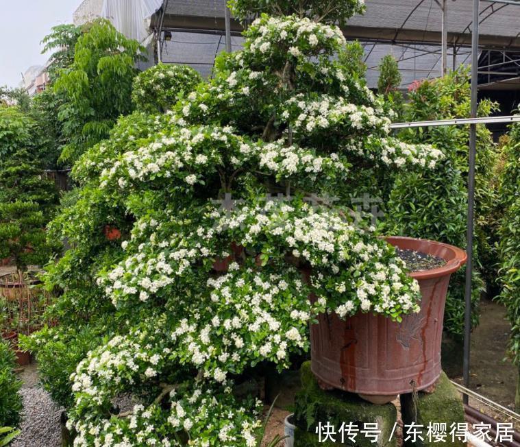 养护|3种花“清新脱俗”，不管养哪一种，都会觉得值得