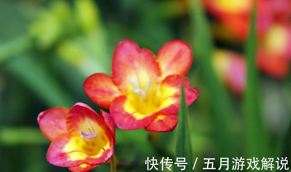 6种“球根”花适合冬季养,有的“开花鲜艳”,有的“香气怡人”