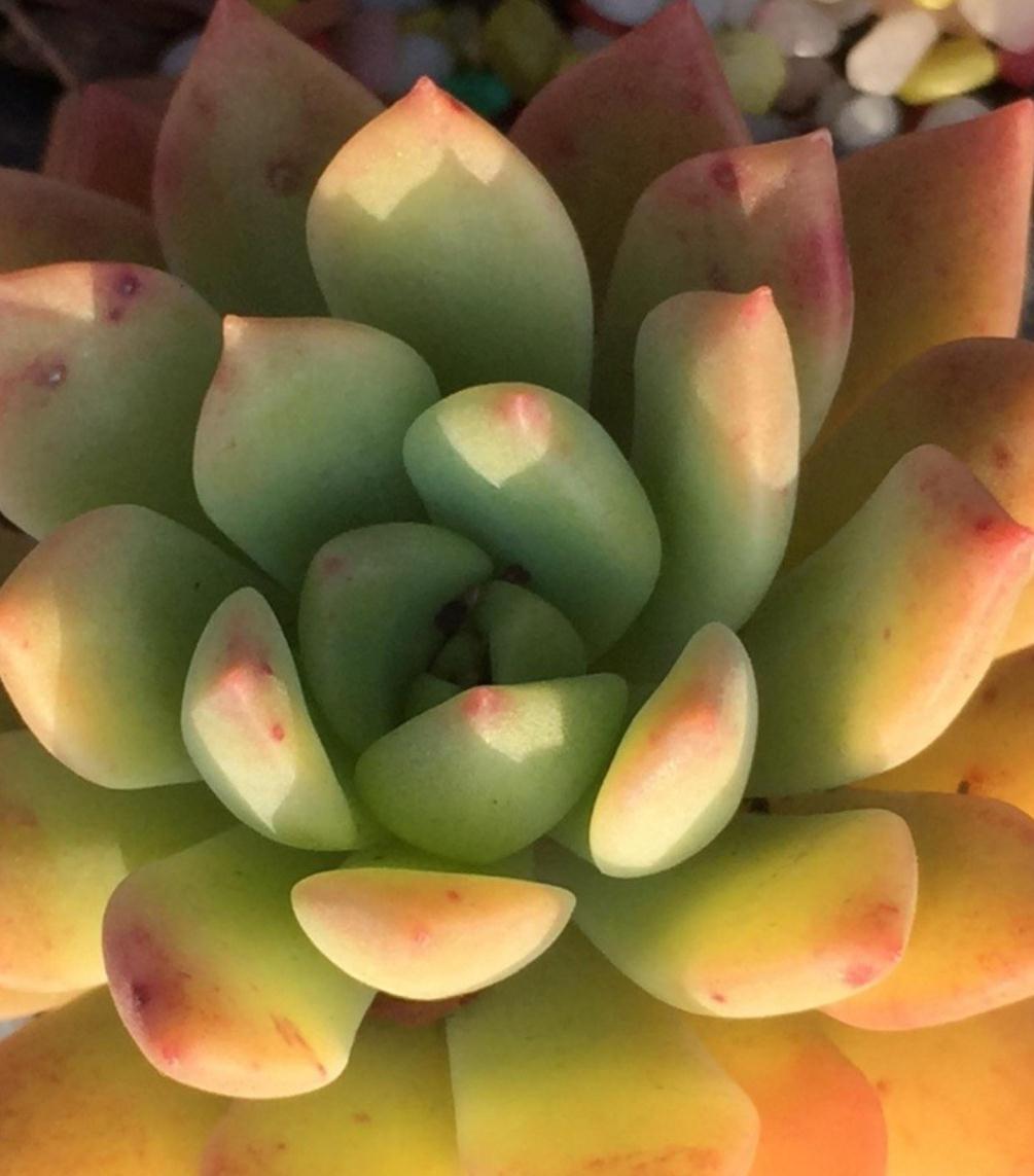 养死多肉的八大误区,新手都在犯,掌握好多肉轻松爆盆出状态