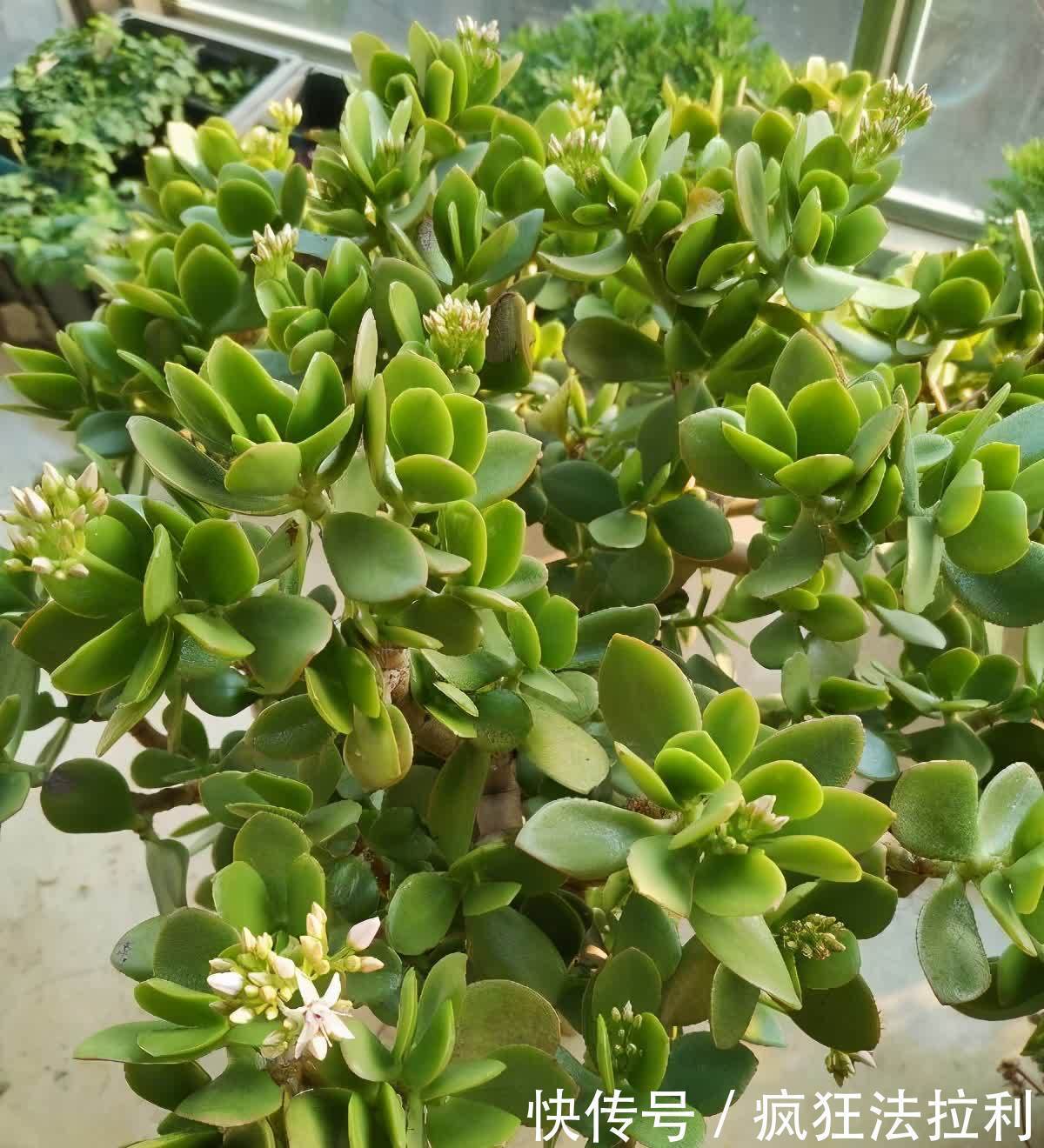 3种“懒人花卉”,不用勤浇水施肥,也能快速生长花很漂亮