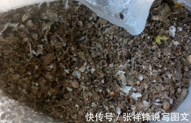 花生|我们吃花生丢掉壳不要丢,它在养花方面起着重要的作用。
