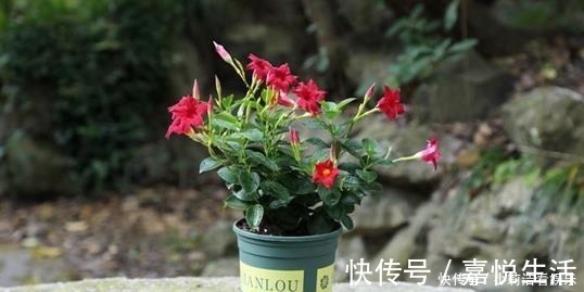 最适合懒人养护的这些花,不用费心养护,就可花开繁盛!