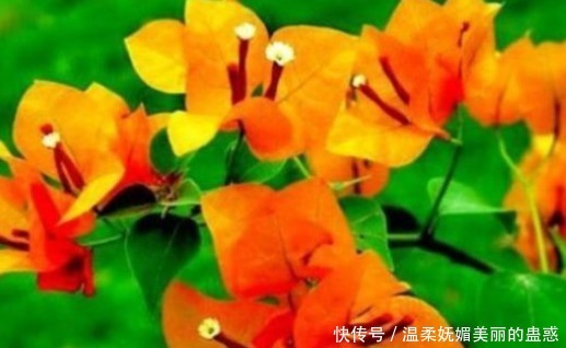 新手养花,不如养盆花中精品“柠檬黄三角梅”,花开艳丽妖娆