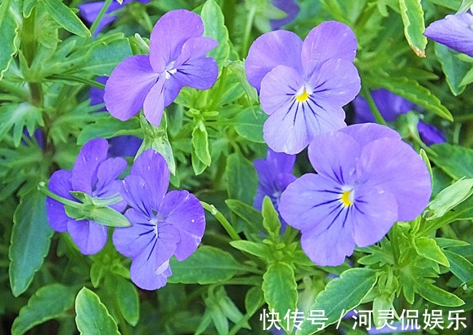 玛格丽特|喜欢养花，不如养盆长春花，开花绚丽多姿不像话，一年开花365天