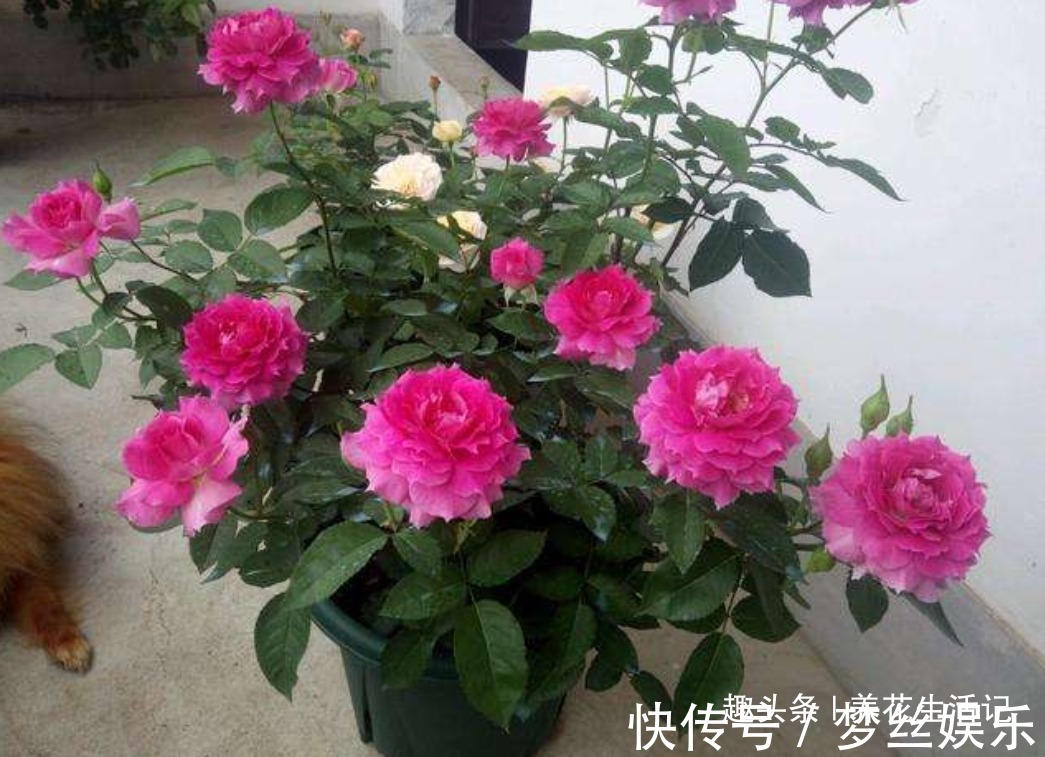 月月|月季花开花少试试这“3种”肥，夏秋开花简单繁多，观赏效果强