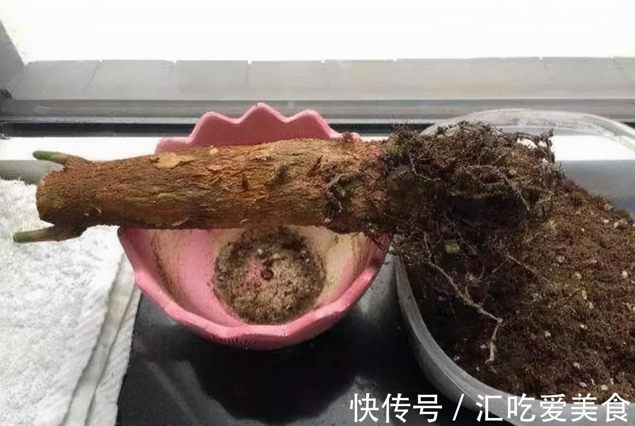 这3棵树买不起,偷偷截一段,埋下就能活,方便还实惠