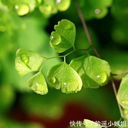 花香$隔岸桃花照眼明,一船春水载歌声