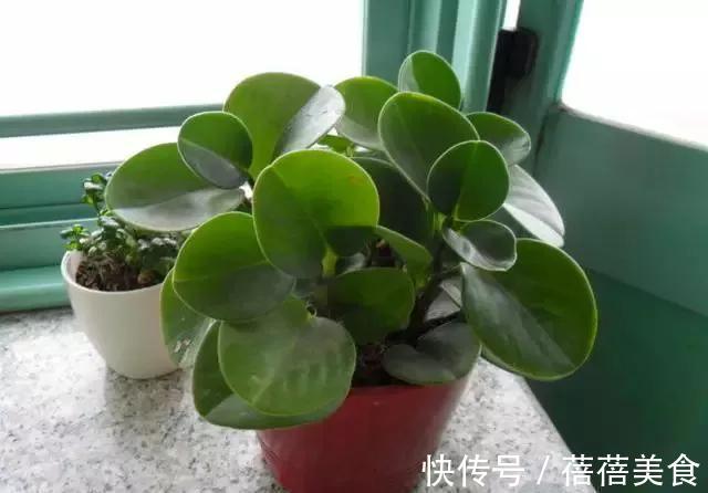 豆瓣花可以放在卧室吗，应该如何养护