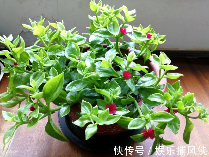 这些花不用太多光,放在家里的阴处养,开花大朵真漂亮