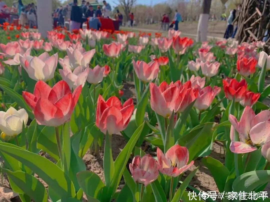 醉美花海！世界花后”正香飘京城，观赏面积超120000㎡！快去打卡