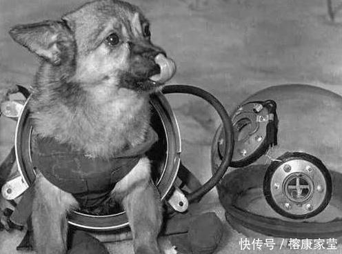 1957年,苏联将一只3岁的流浪狗送入太空,后来怎样了?