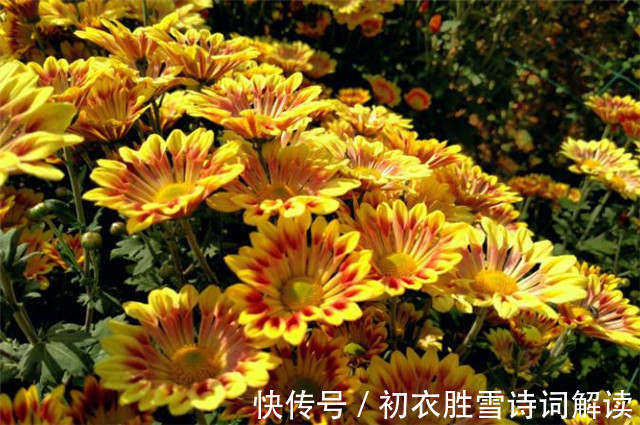 晏殊$晏几道两首重阳词赏:九日悲秋不到心,绿杯红袖趁重阳