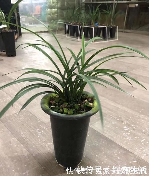 根壮|兰花适合“懒养”,这三点别做太勤快,才会根壮叶绿,花开不断!