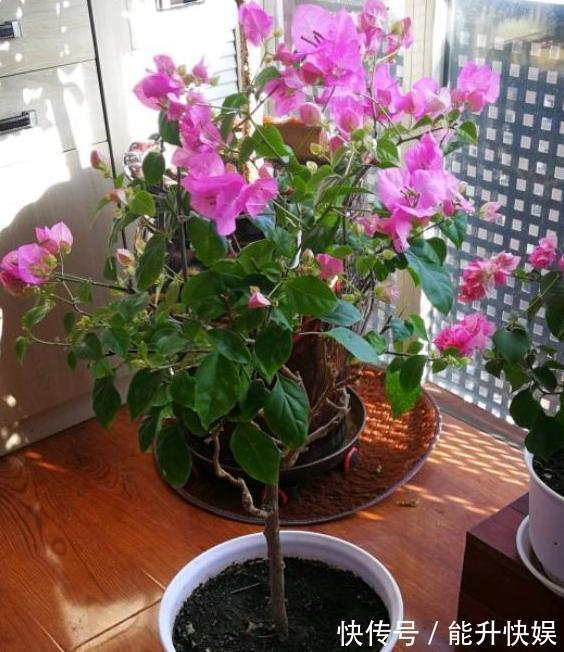 浇水|想要盆栽三角梅花团锦簇就从4方面入手,保管1个月花满枝头