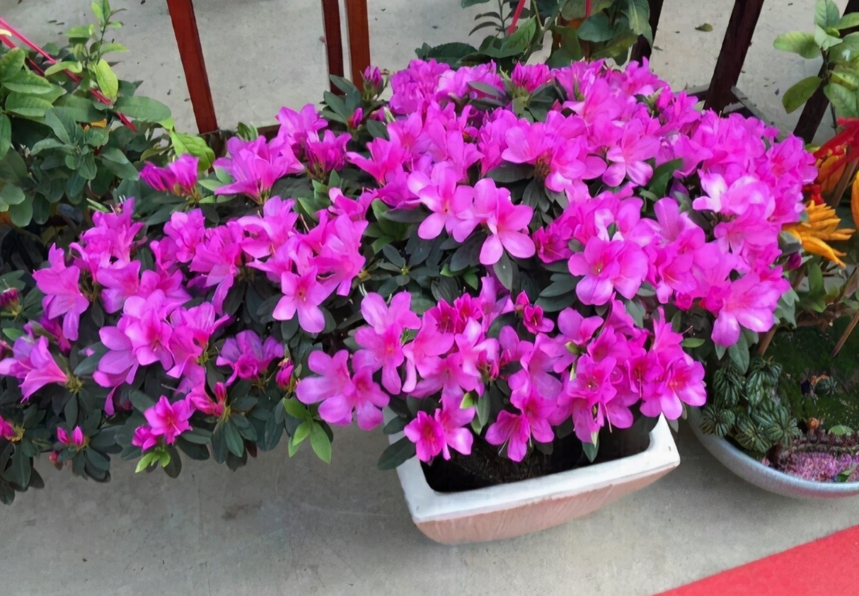 光照|养杜鹃花，掌握住换盆、浇水、光照技巧，新人盆栽一样年年开花