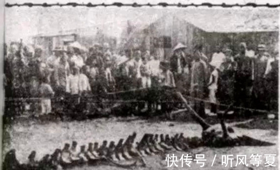 洞穴&营川坠龙事件、婆罗洲游龙事件,这些事件能证明龙的存在吗?