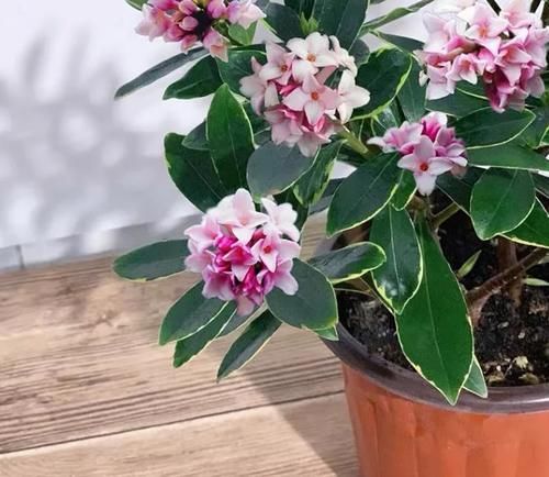 花香|年底什么要养金边瑞香?3个理由,或许能够说服你